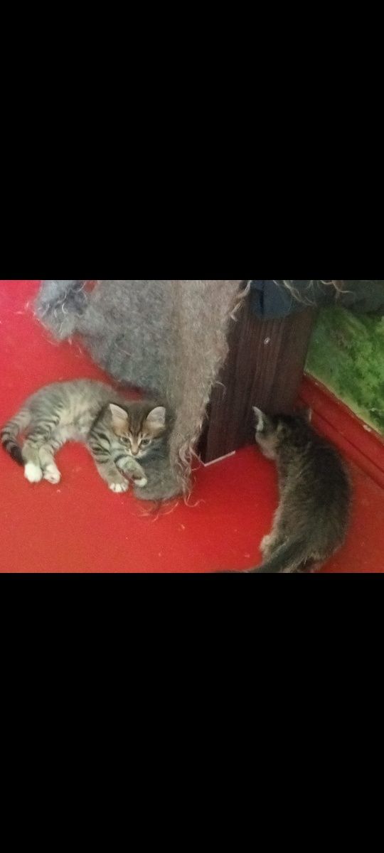 Котят в хорошие руки