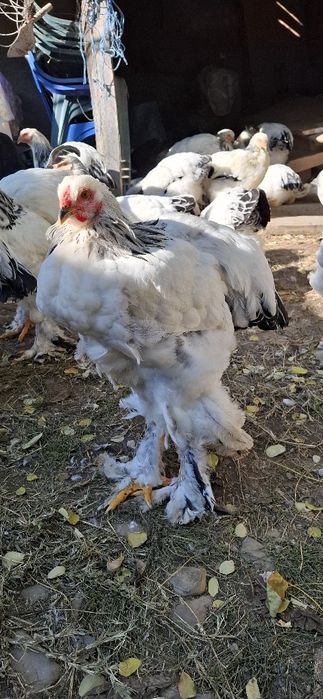 Vând cocoși rasa Brahma