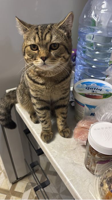 Вязка не на продажу