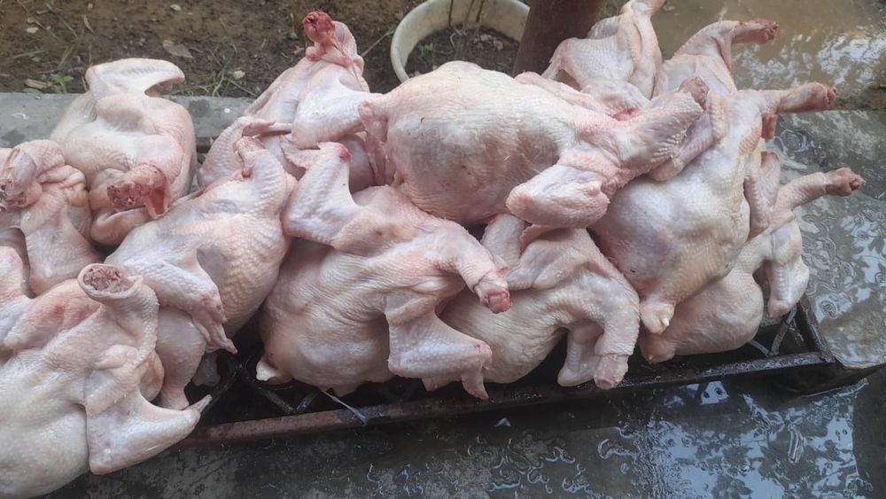 В продаже тушки куриные. Бройлеры.