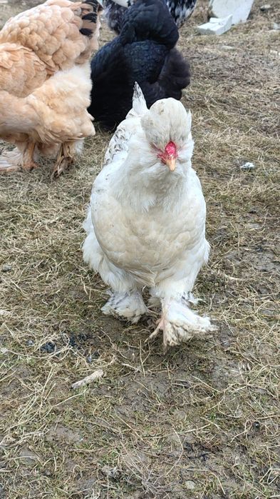 Vind oua pentru incubat 12 lei bucata