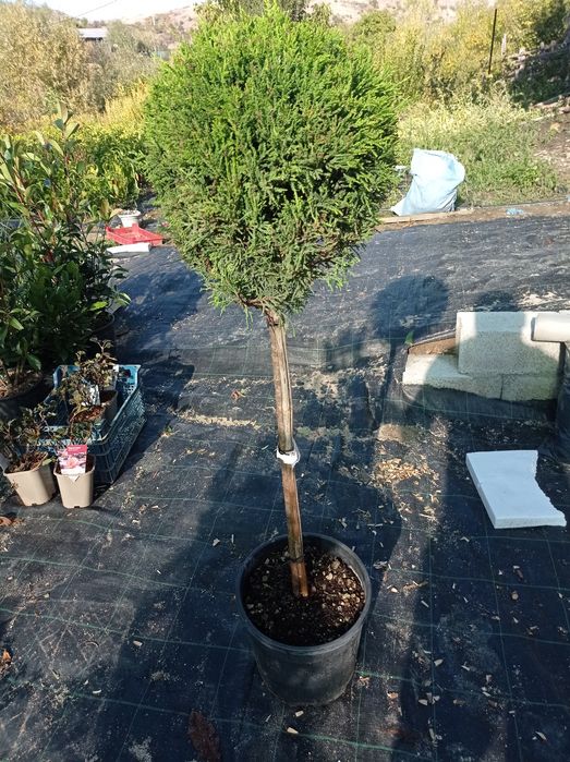 Лейланд топиар 1м.