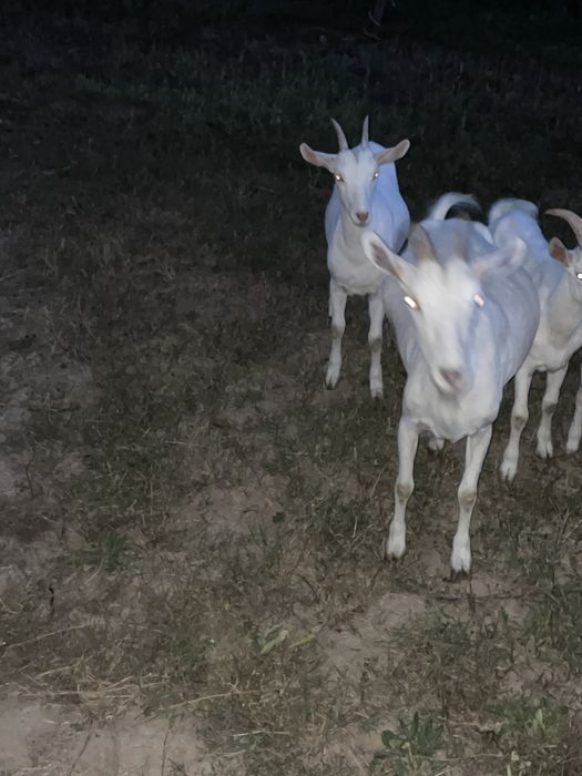 Vând capra cu iadă sannen