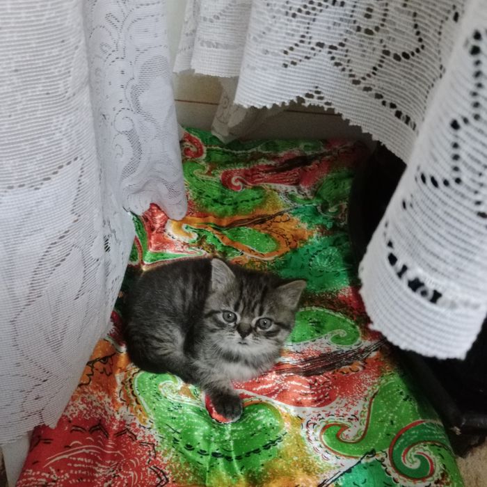 Sotiladi bolasini oganga onasi tekin