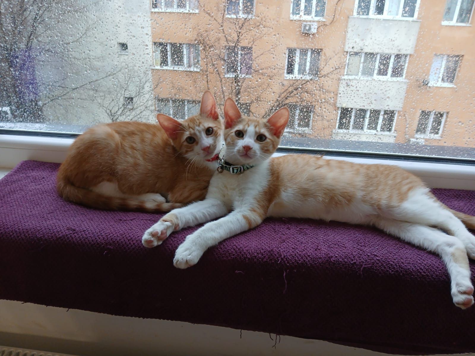 2 pisoi masculi spre adopție,gratuit
