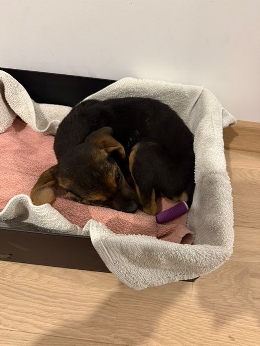 Кученце на 2 месеца, БЕЗПЛАТНО , търси дом, спешно