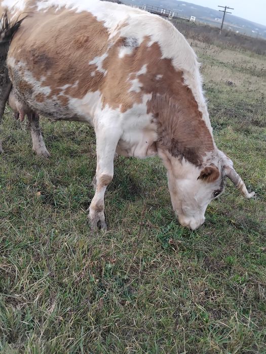 Vând o vacă frumoasă