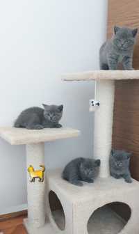 British Shorthair BLUE