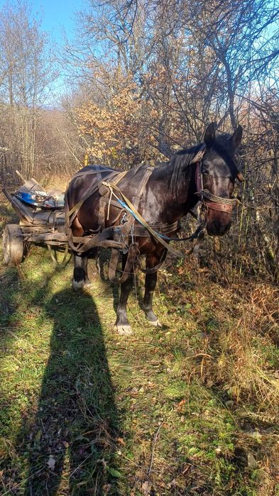 Cal de opt ani de vânzare