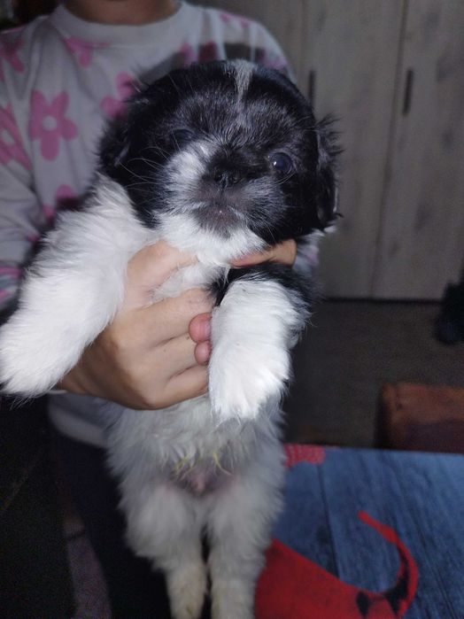 Мини пекинези!!!