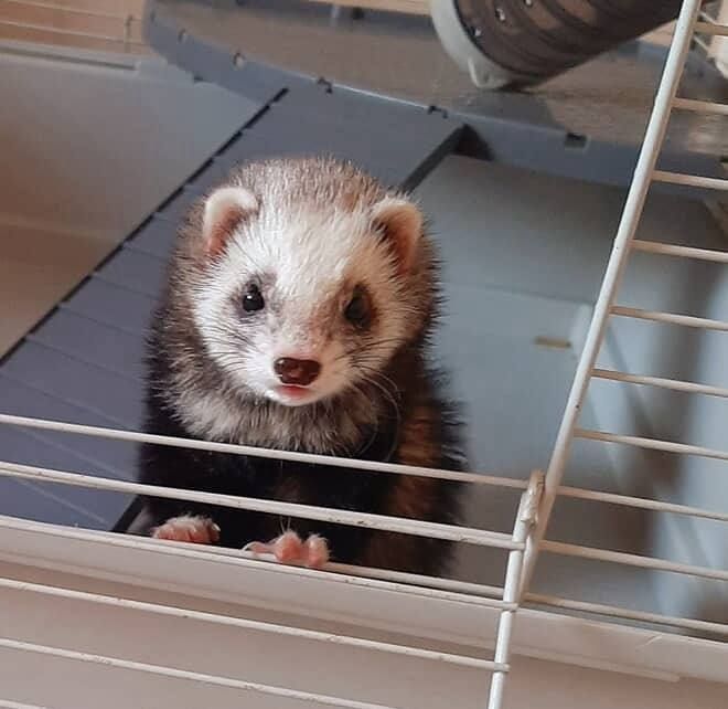 Харёк продается девочка