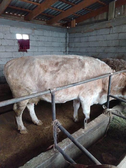 4 туган семиз сиыр