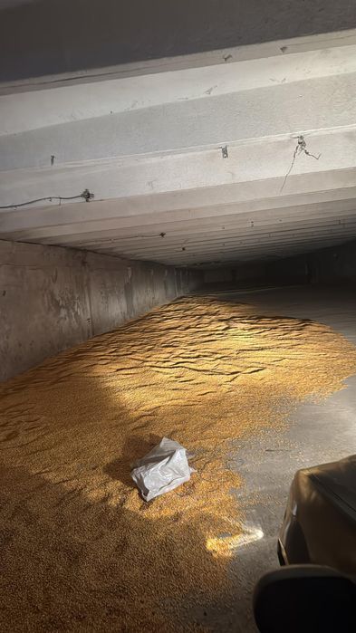 Vând porumb boabe 2025!!!