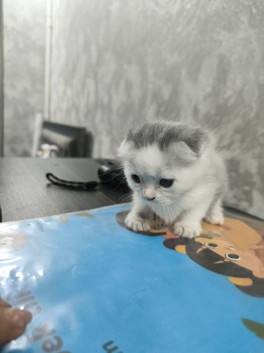 Котенок веслоушка