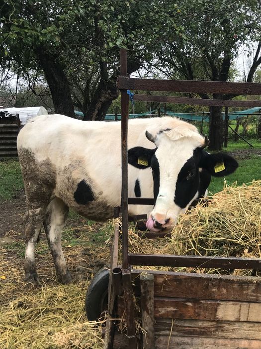 juninci holstein