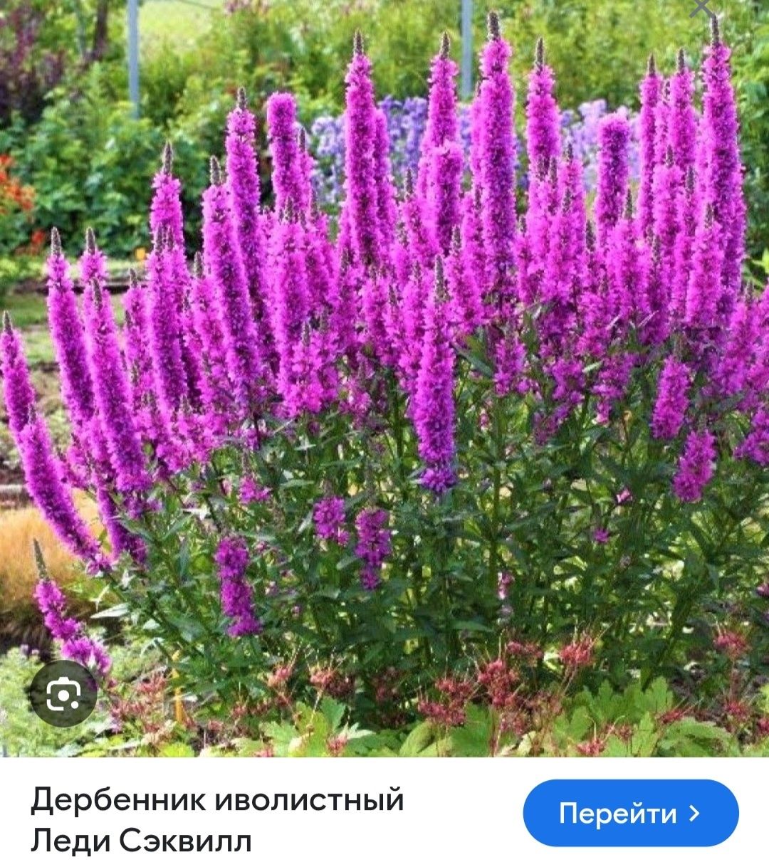 Гортензии  дейции жасмин форзиция  астильба лабазник  лилейник  айва