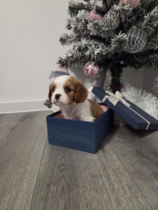 Кавалер кинг чарлз шпаньол