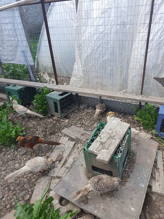 Fazani auriu cu galben/roșu