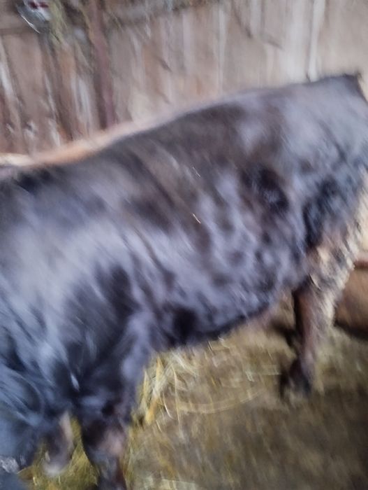 De vânzare tăuraș