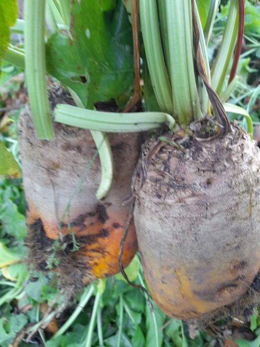 Vând sfeclă furajera