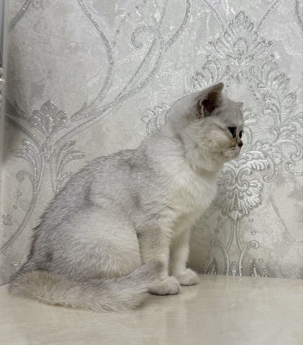 Серебристая шиншилла