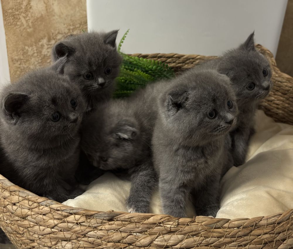 Британски и Шотлантдски котки
