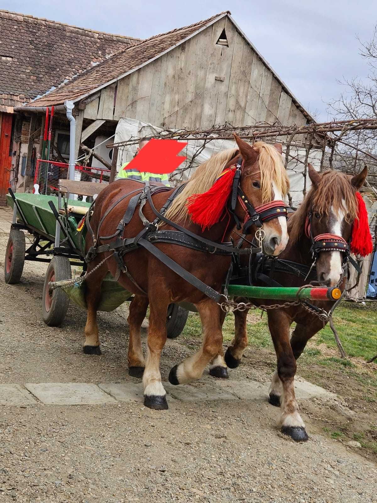 Mânze din Herghelia Fitero