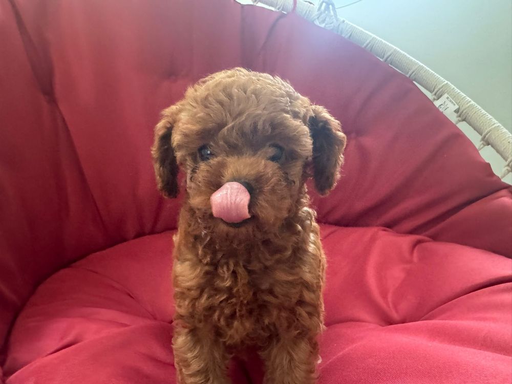 Ghidare în selecția unui catel mic poodle toy consultanță personala