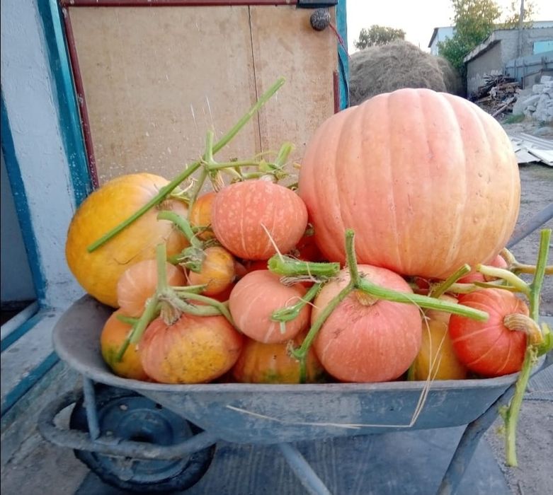 Тыква домашняя, тыква