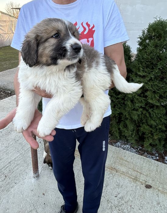 Малки кученца Каракачанки БОК