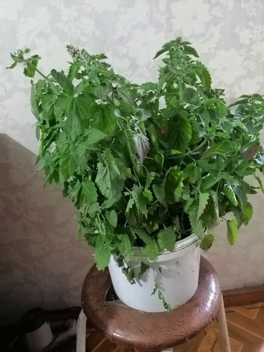 Продам куст мяты