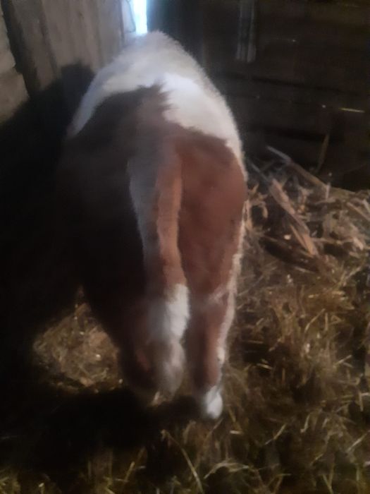 Vând vițel  are in jur de 190 kg