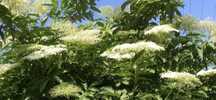 Flori Soc.Leandru.Hortensie.Bujor Arbustiv.Rododendron.Floare d.hartie