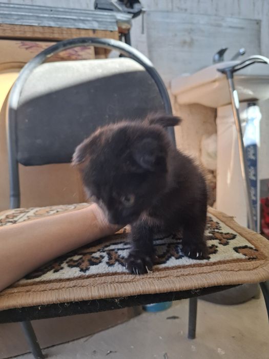 Котёнок вислоухий