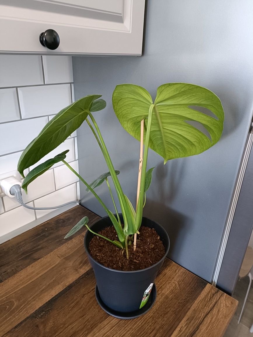 Planta verde Alocasia Monstera 60 cm