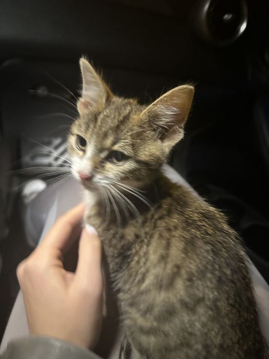 donez pisicuta mures