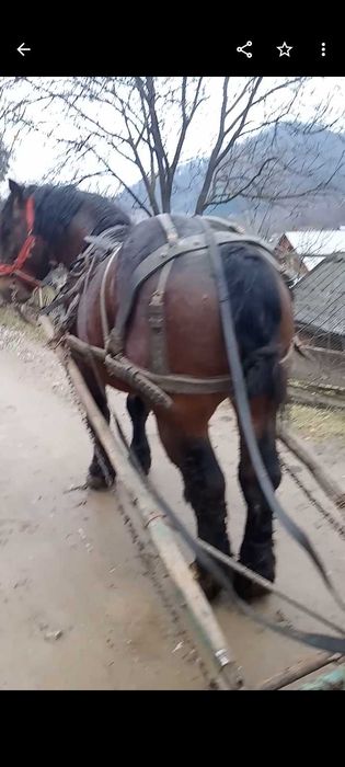 Vând sau schimb armăsar