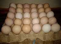 Яйцо домашняя свежая от 100 есть доставка минимум 5 яйца. Tuxum
