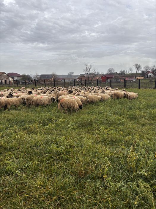 Anunti oi de vanzare