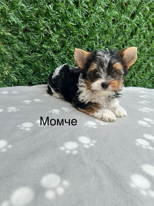 Бивер йоркширски териер