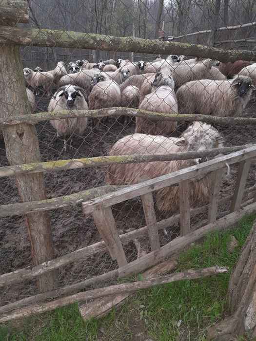 Vând oi rasa Breaze de ținut oile