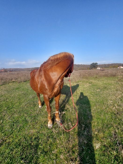 Armăsar de vânzare sau schimb