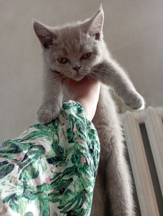 Strayt Mushuk sotladi