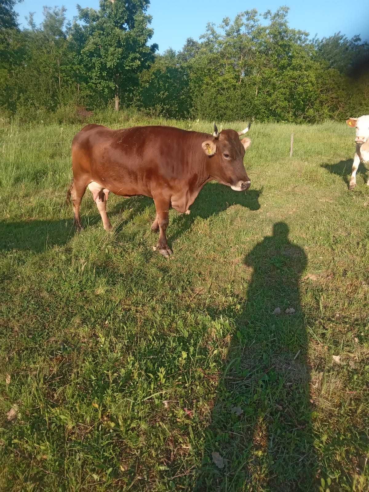 De vanzare vaca de 7 ani