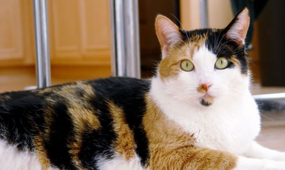 Бесплатно котята ,кошки