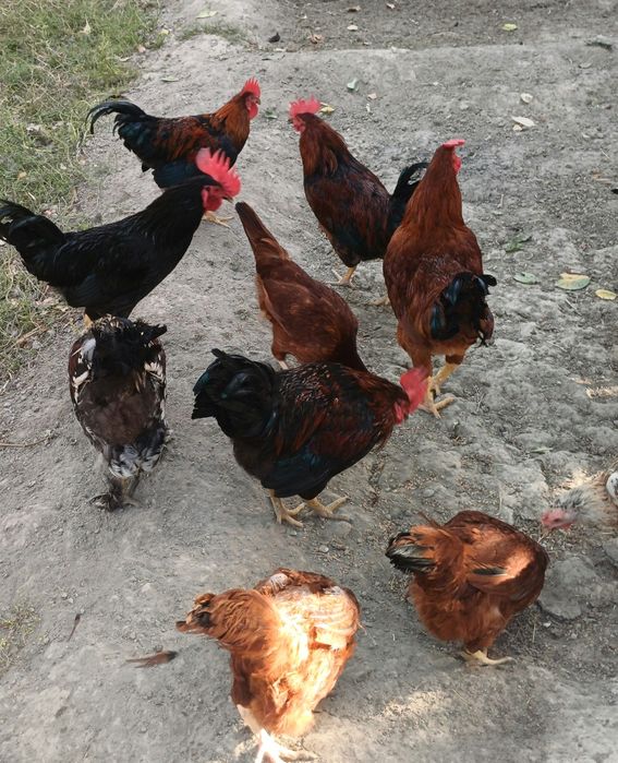 Товуклар сотилади