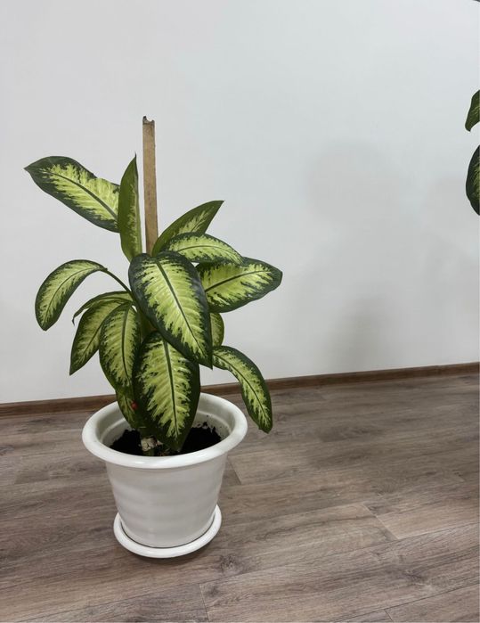 Продам, два цветка