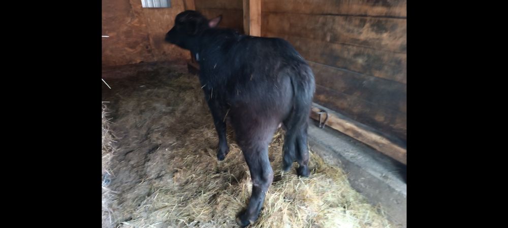 Vând vițel de bivolita