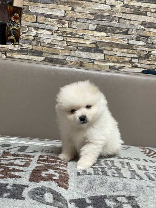 Cățeluși Pomeranian deosebiti