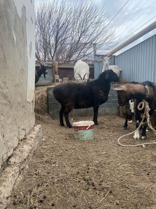 Ісек ірі 2 бас бар